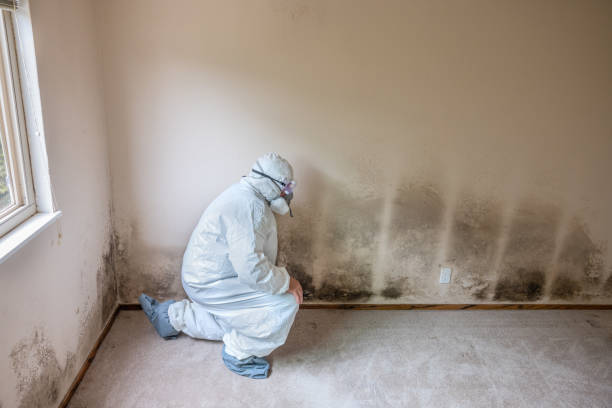 Best Real Estate Mold Inspection  in East Bethel, MN